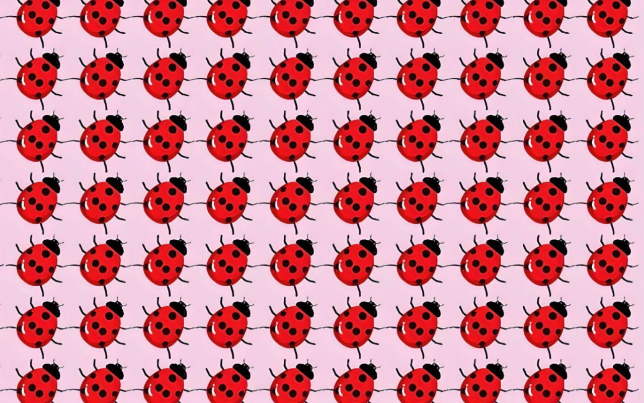 defi visuel coccinelle jeu