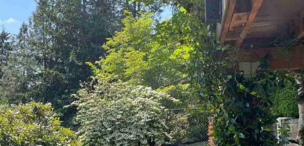 Illusion d'optique - Trouvez un oiseau caché dans le jardin en 11 secondes